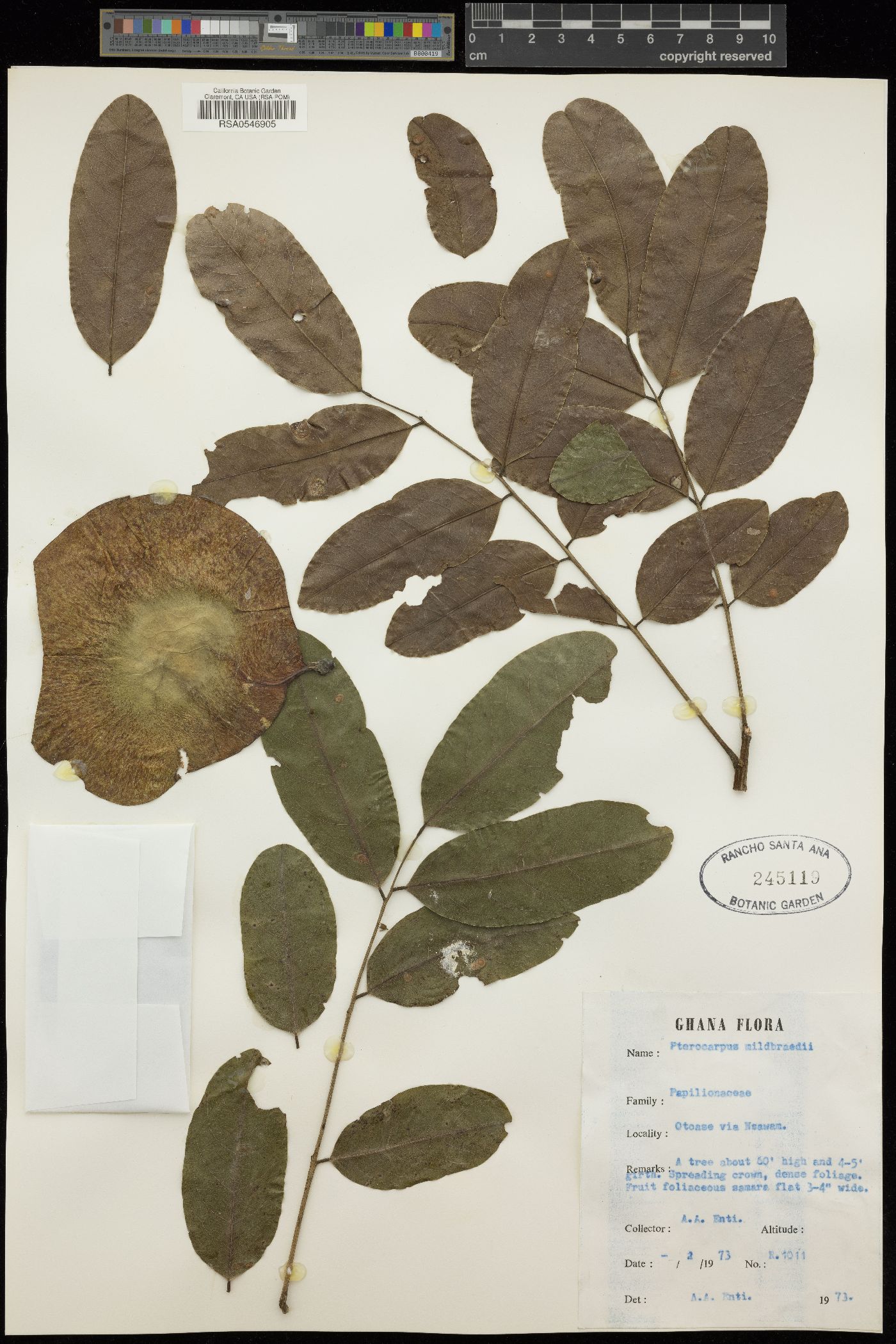 Pterocarpus mildbraedii image