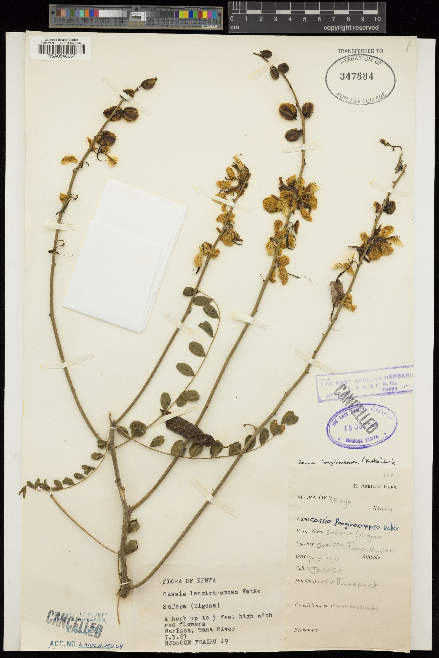 Cassia longiracemosa image