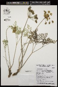 Lomatium insulare image