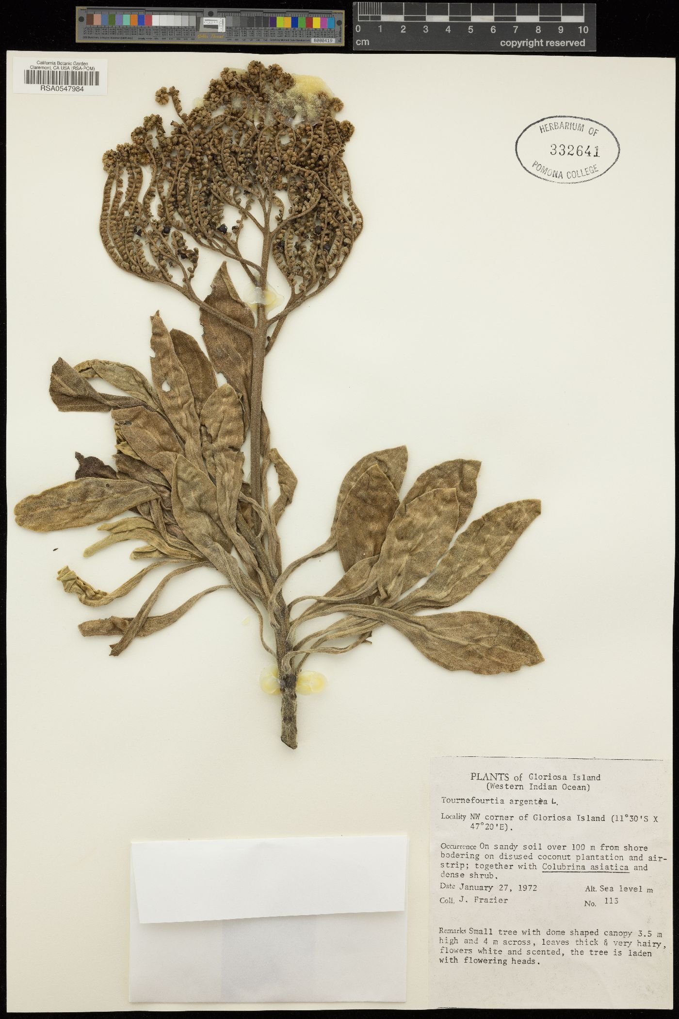 Heliotropium foertherianum image