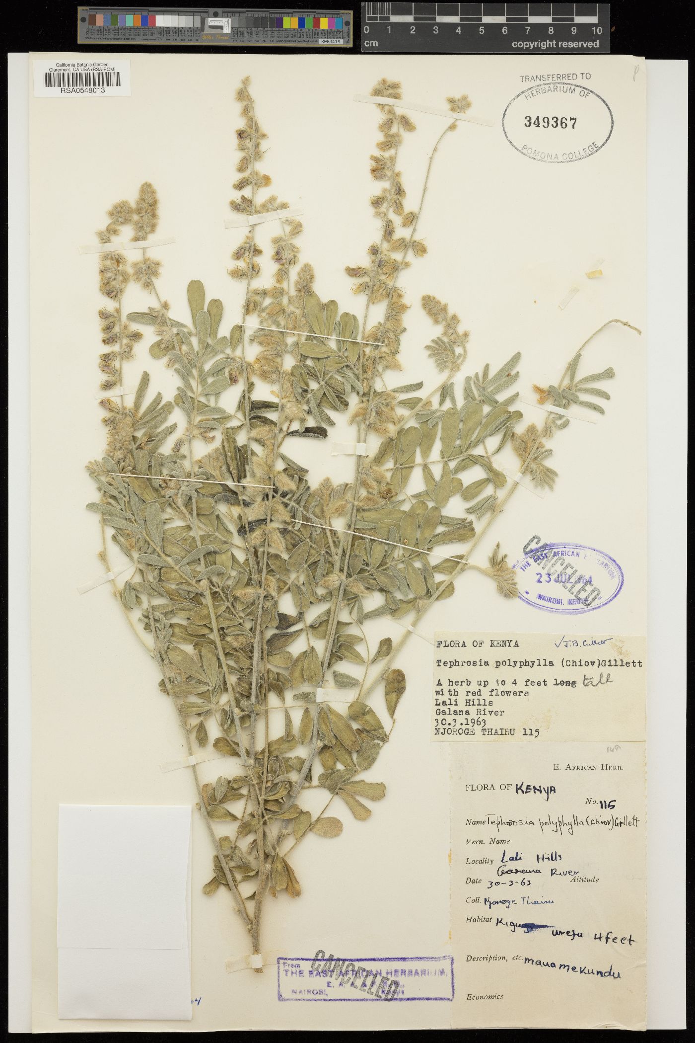 Tephrosia polyphylla image