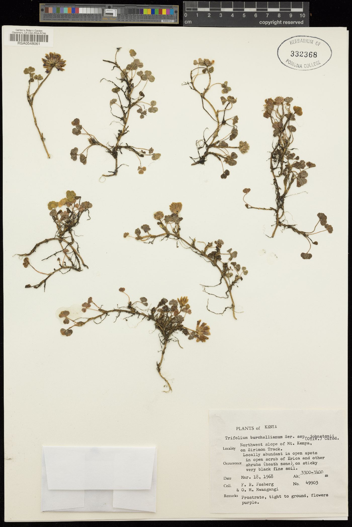 Trifolium burchellianum subsp. johnstonii image