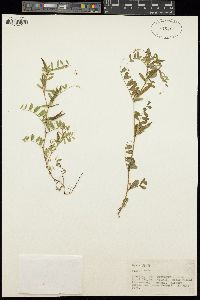 Vicia sativa image