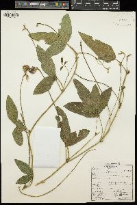 Vigna unguiculata image