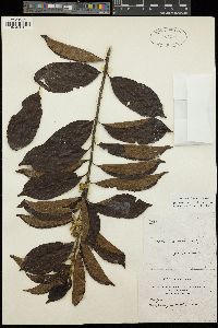 Image of Paropsia grewioides