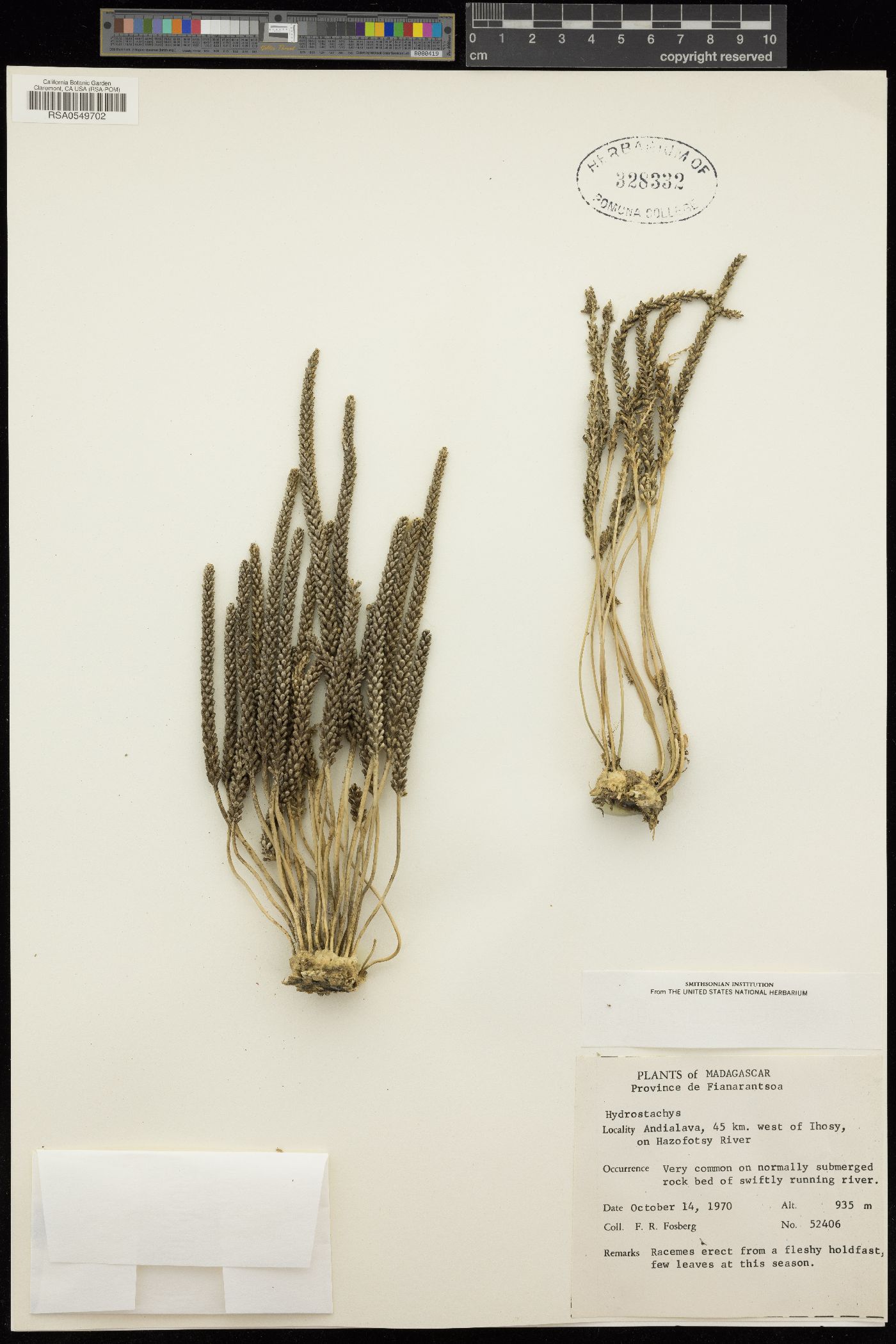 Hydrostachyaceae image