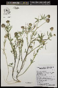 Trifolium willdenovii image