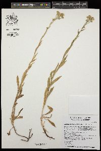 Symphyotrichum chilense image