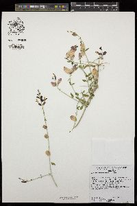 Scutellaria mexicana image