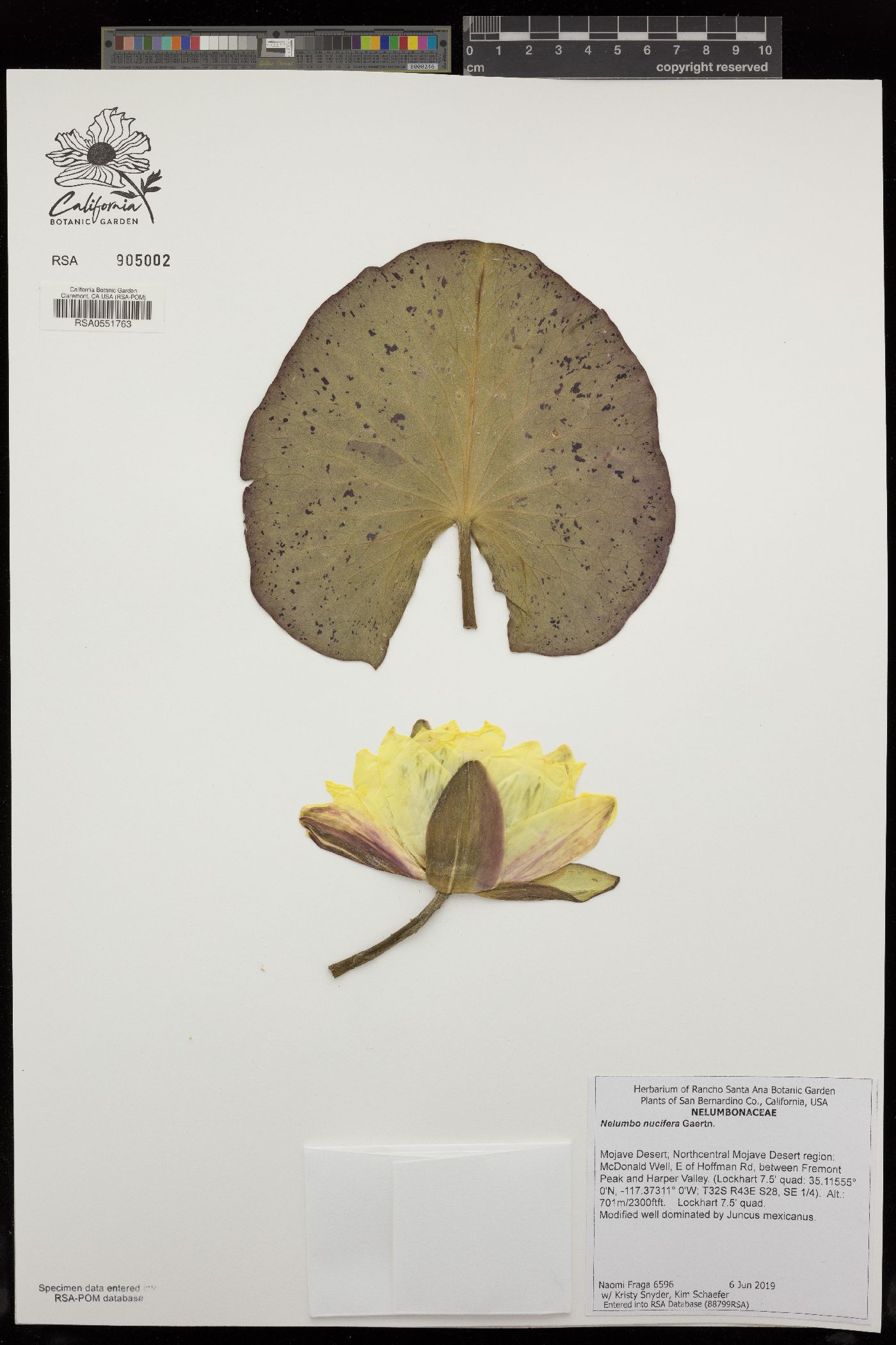 Nelumbo nucifera image