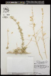 Atriplex canescens var. canescens image