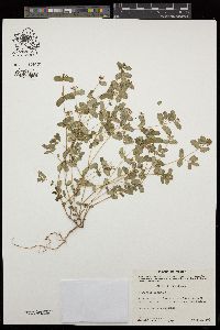 Euphorbia puberula image