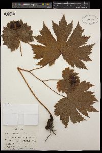 Glaucidium palmatum image