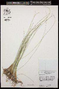 Cyperus laevigatus image