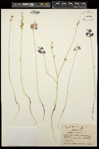 Delphinium peregrinum image