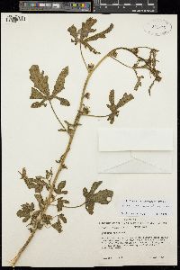 Image of Hibiscus sineaculeatus