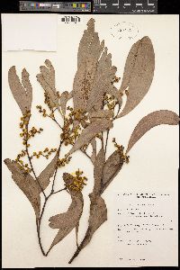 Acacia pycnantha image