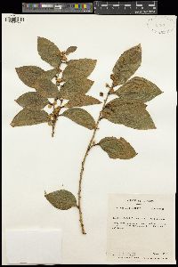 Acacia simplicifolia image