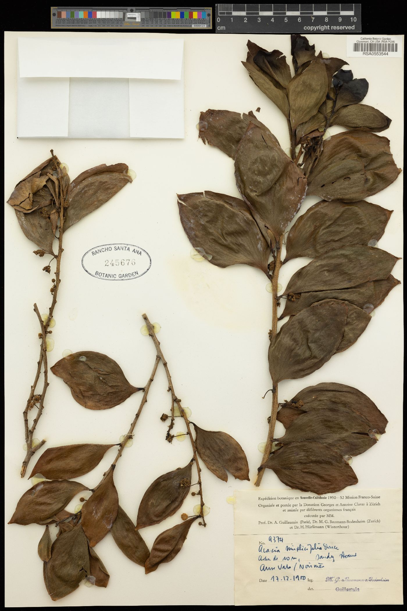 Acacia simplicifolia image