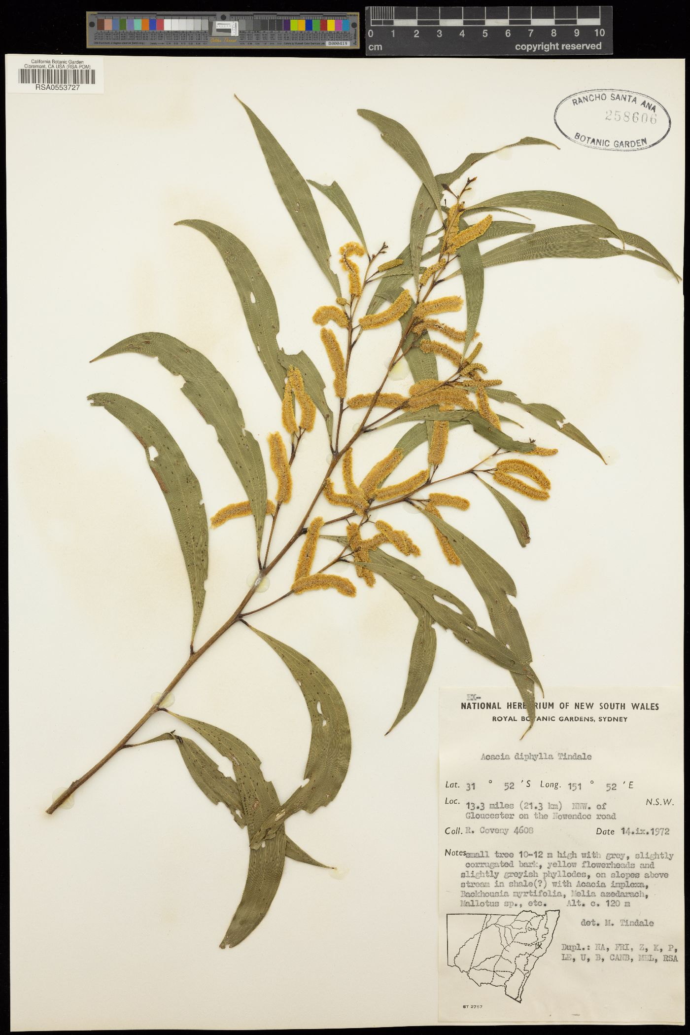 Acacia diphylla image