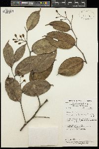 Scytopetalum klaineanum image