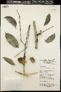 Strychnos densiflora image