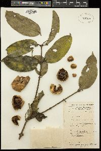Image of Strychnos chrysophylla