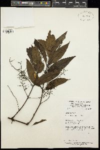 Helixanthera mannii image