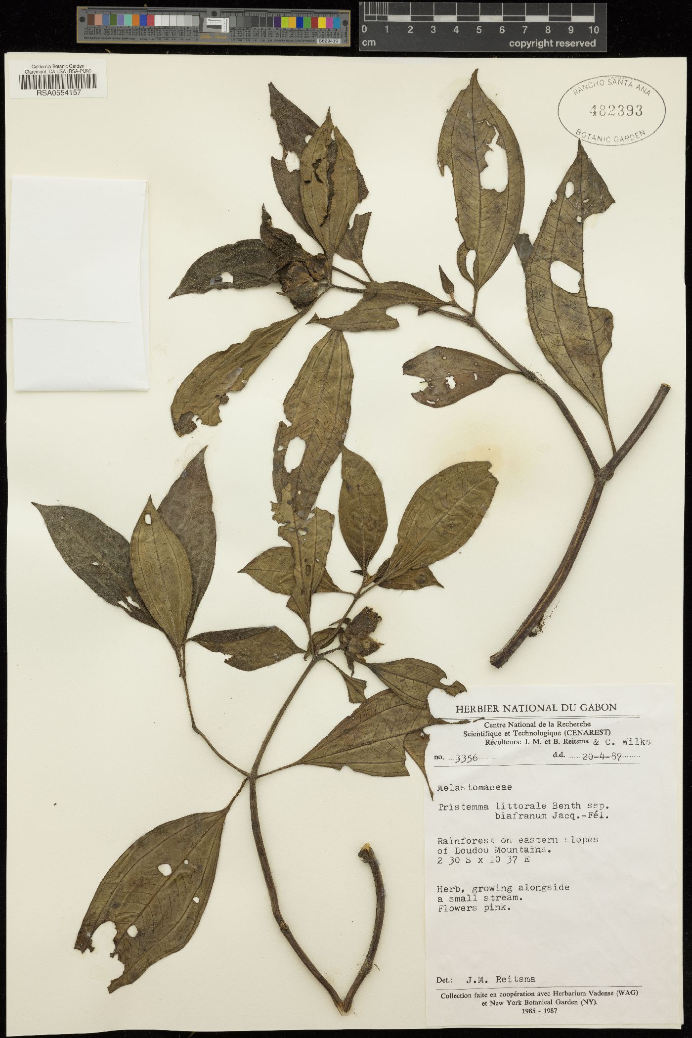Tristemma littorale subsp. biafranum image