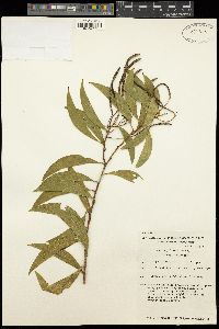 Acacia julifera subsp. julifera image