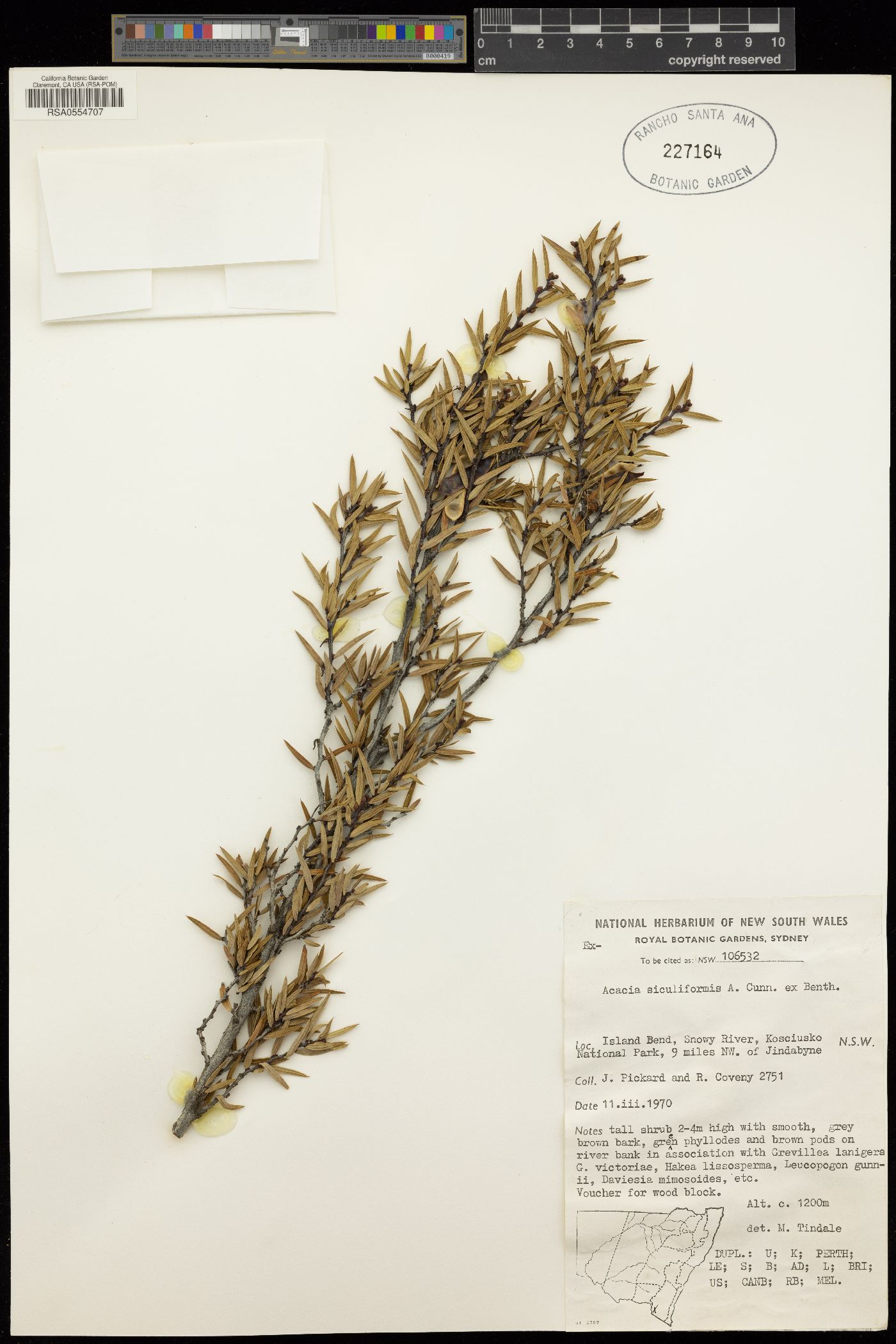 Acacia siculiformis image