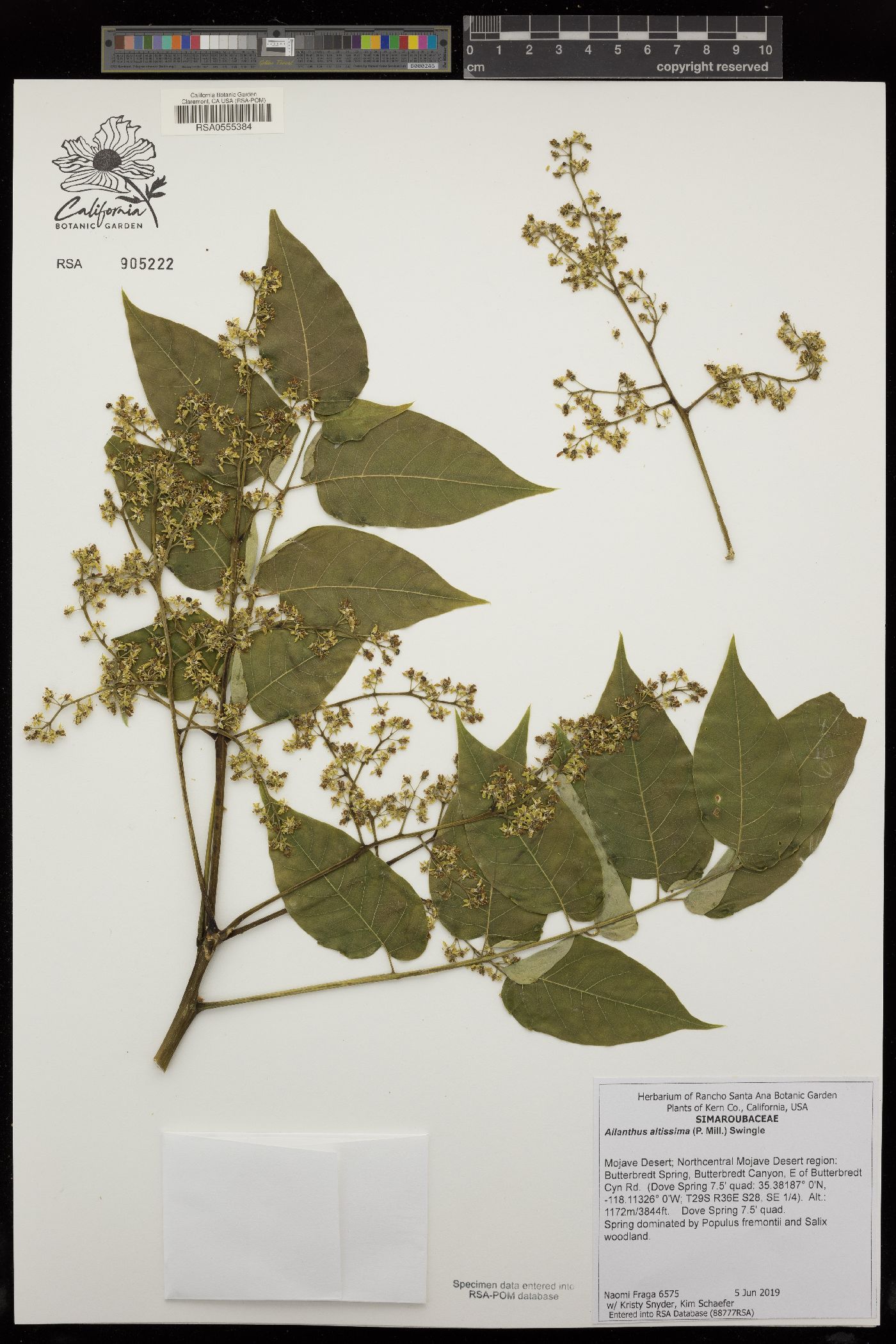 Simaroubaceae image