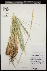 Pappostipa speciosa image