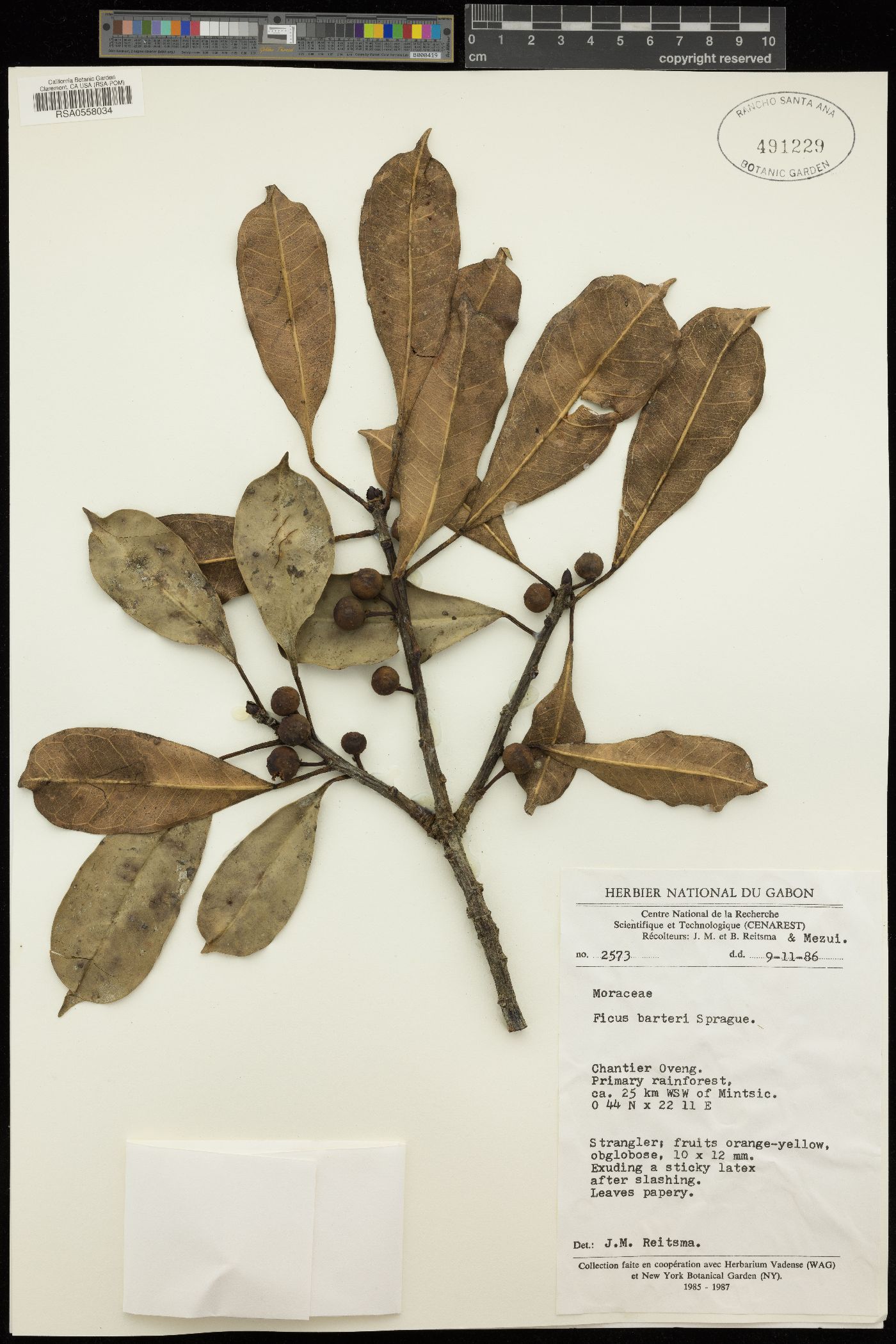 Ficus barteri image