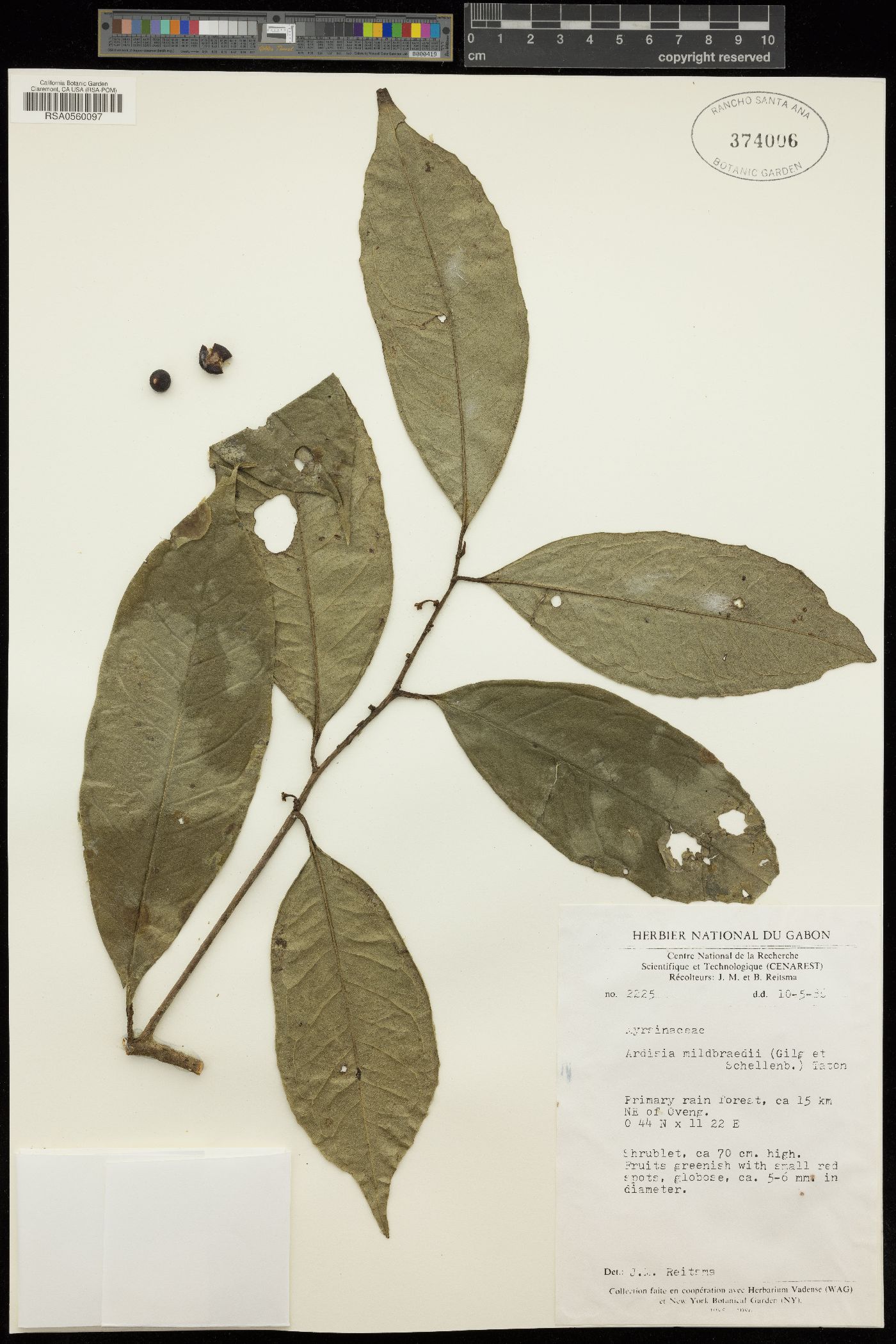 Ardisia mildbraedii image