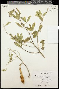 Image of Adenocarpus complicatus