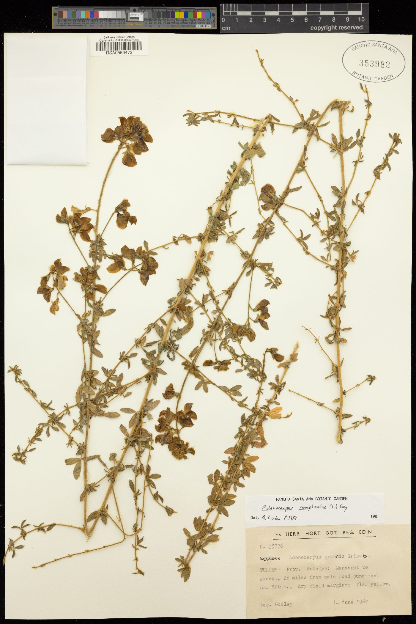 Adenocarpus complicatus image