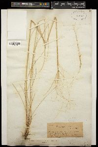 Image of Stipa lagascae