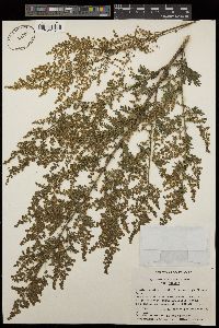 Artemisia sacrorum image