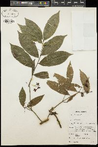 Rhabdophyllum affine image