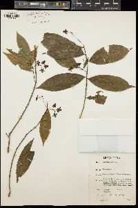 Rhabdophyllum affine image