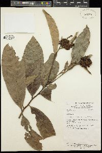 Image of Campylospermum sulcatum