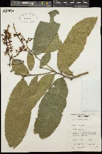 Image of Campylospermum flavum