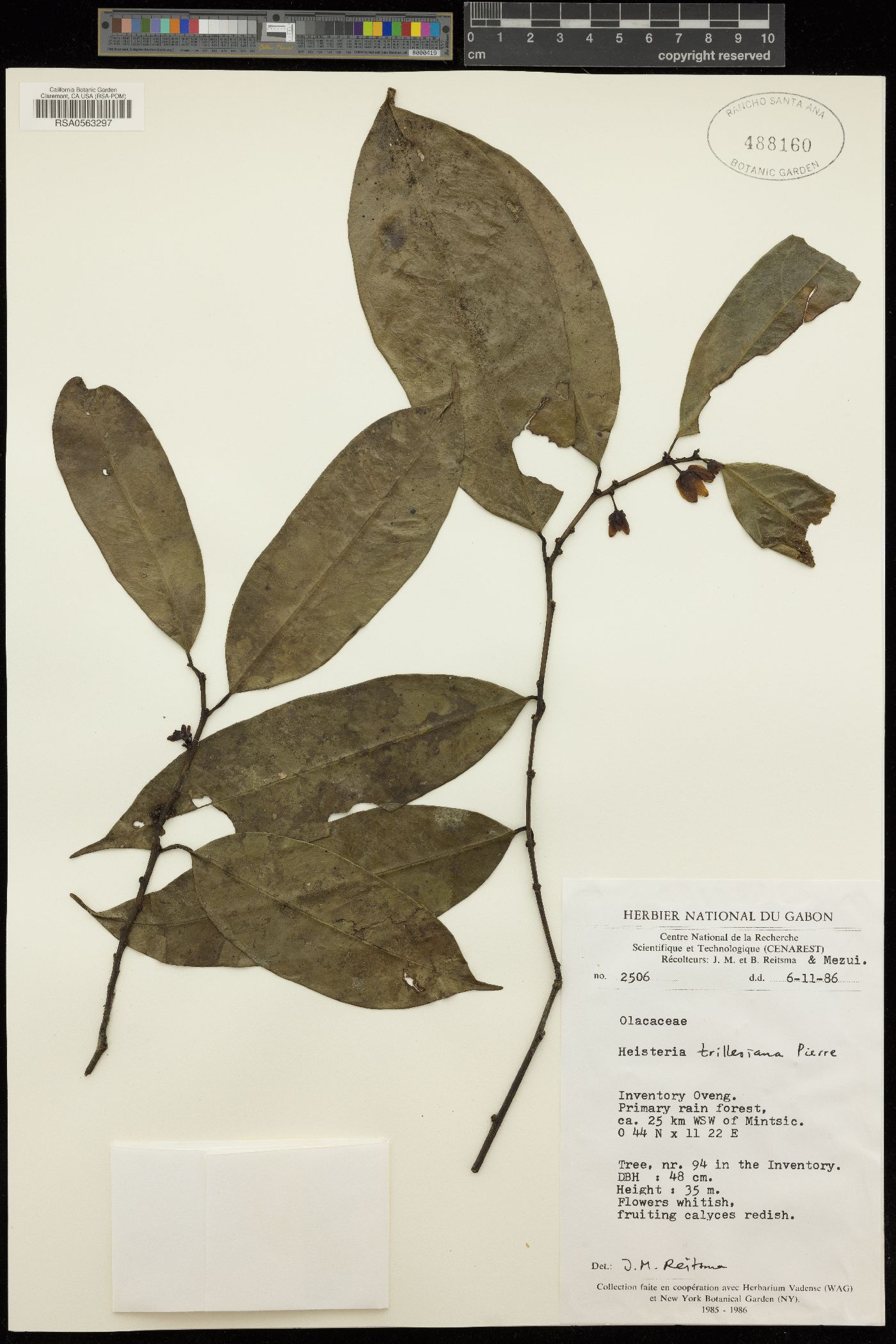 Heisteria trillesiana image