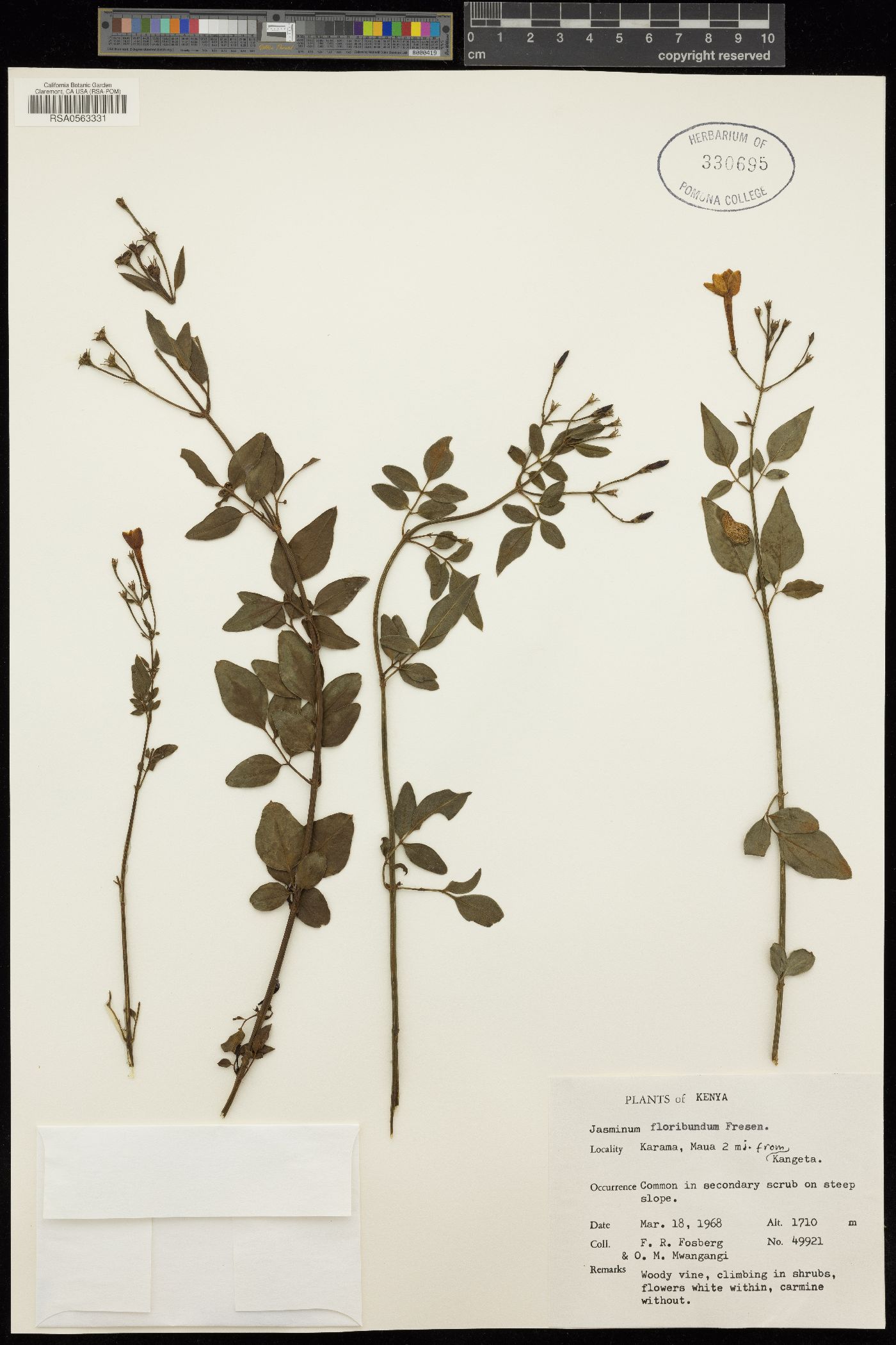 Jasminum grandiflorum subsp. floribundum image