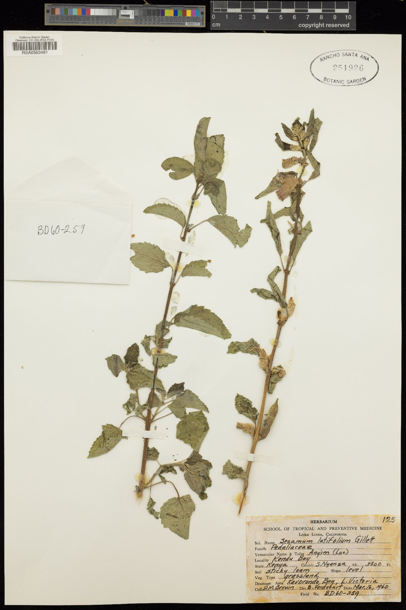 Sesamum latifolium image