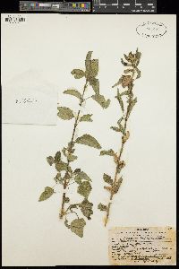 Image of Sesamum latifolium