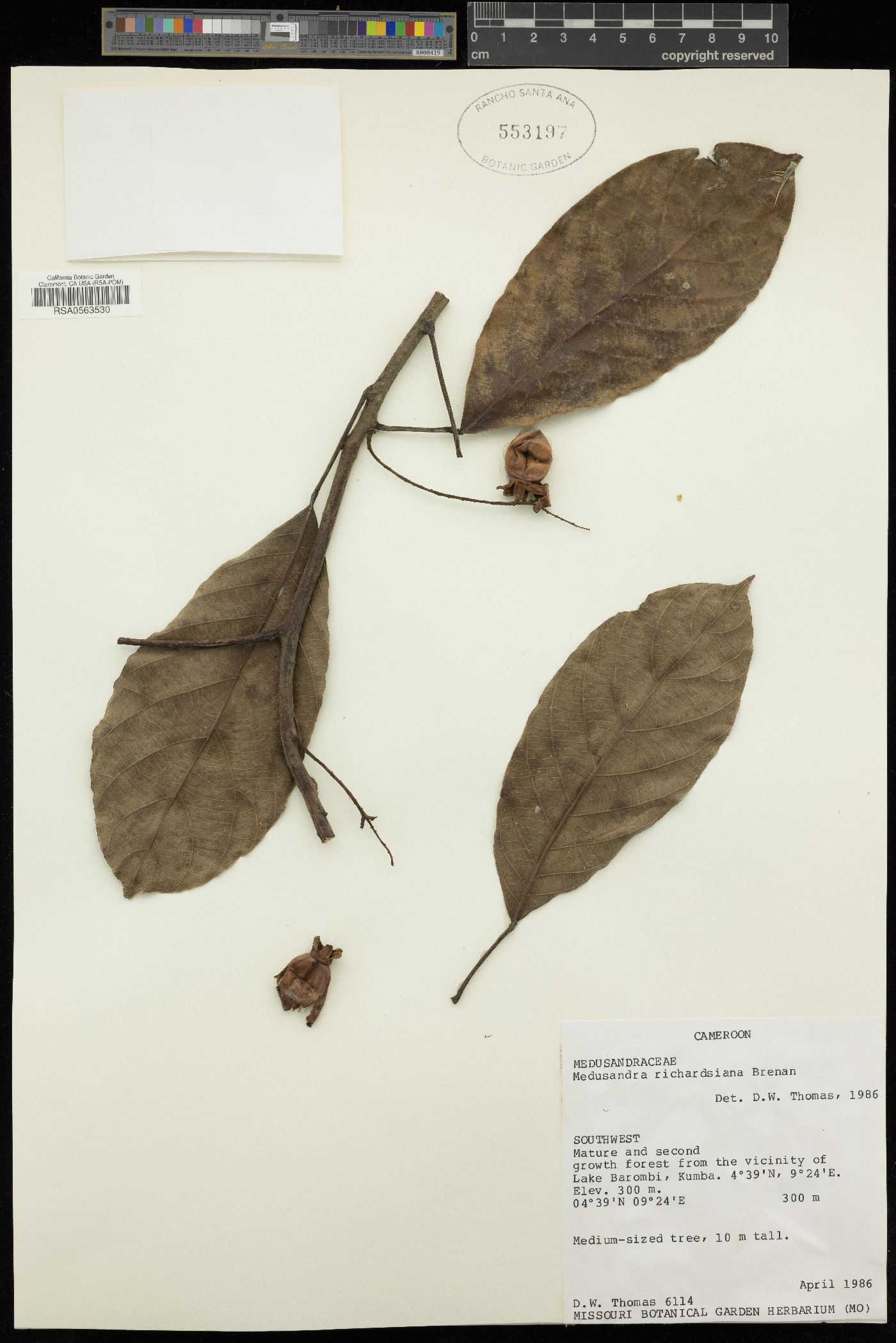 Peridiscaceae image