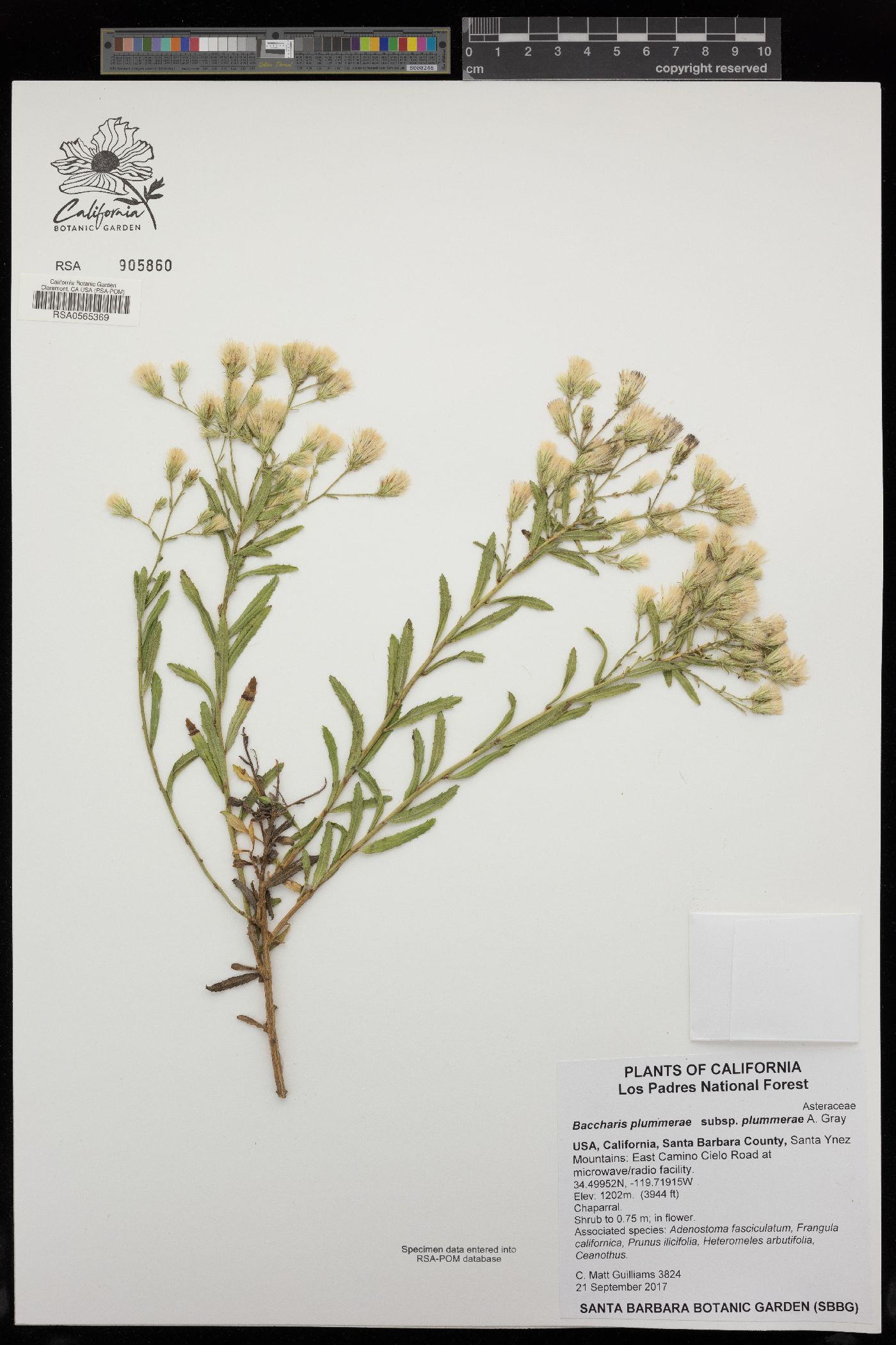 Baccharis plummerae subsp. plummerae image