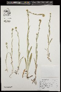 Amsinckia menziesii var. retrorsa image